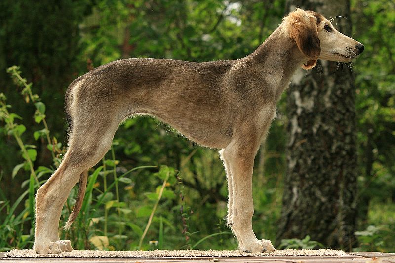 Ameenan lapset 12 vko 372.JPG - Mureena